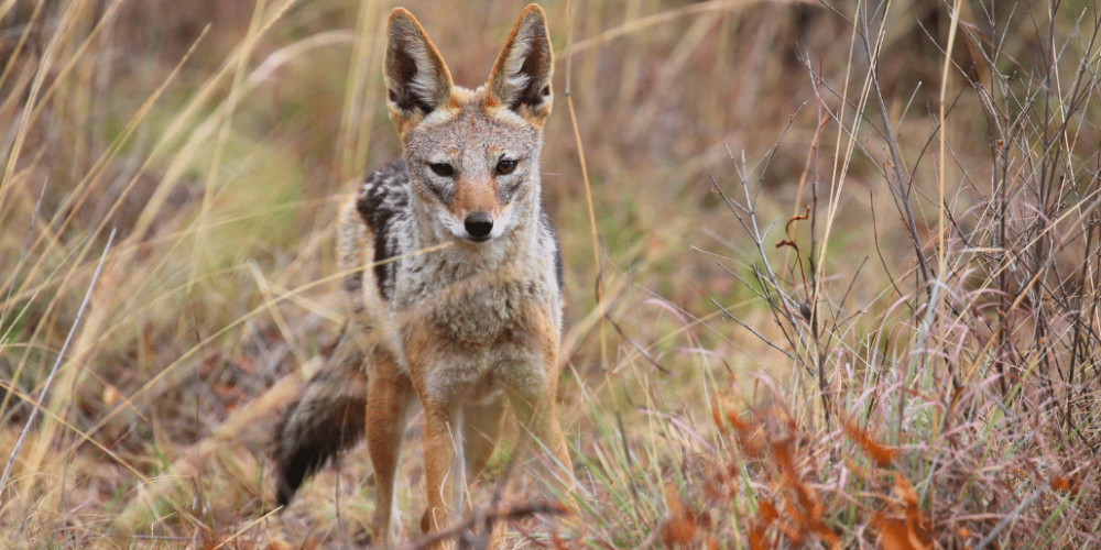 south-africa-lion-tiger-rescue-wildlife-sanctuary-23