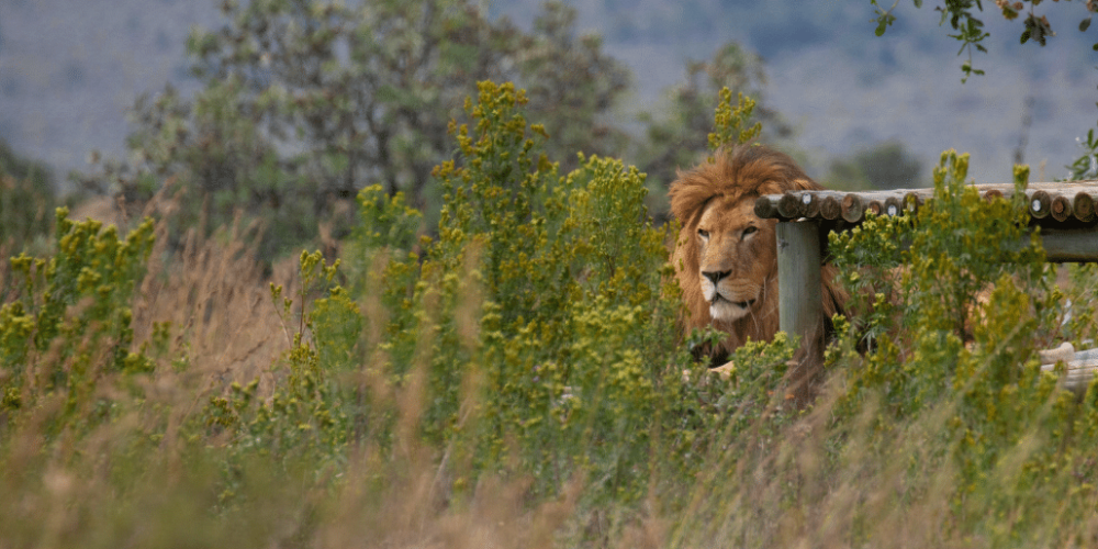 south-africa-lion-tiger-rescue-wildlife-sanctuary-24