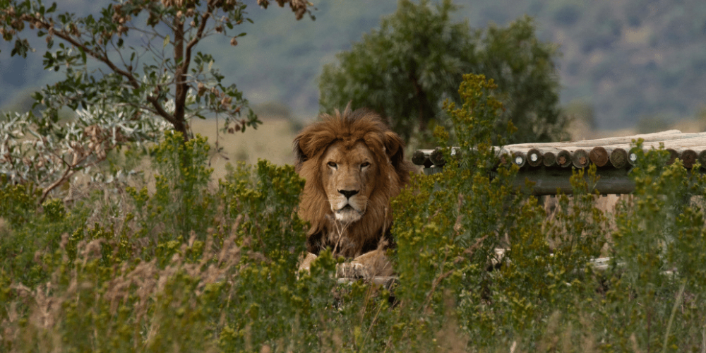 south-africa-lion-tiger-rescue-wildlife-sanctuary-25