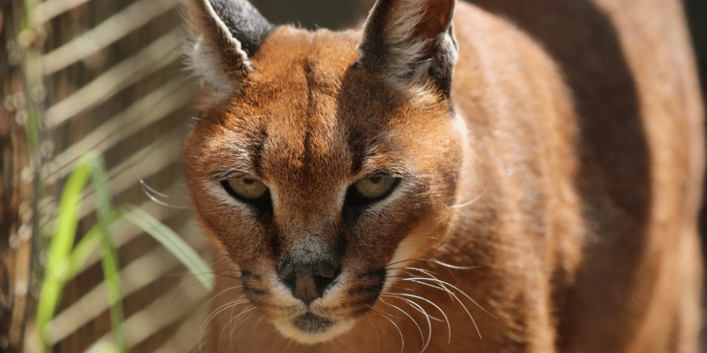 south-africa-lion-tiger-rescue-wildlife-sanctuary-26