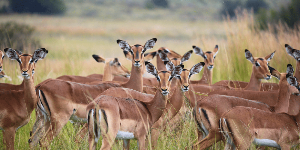 south-africa-lion-tiger-rescue-wildlife-sanctuary-27