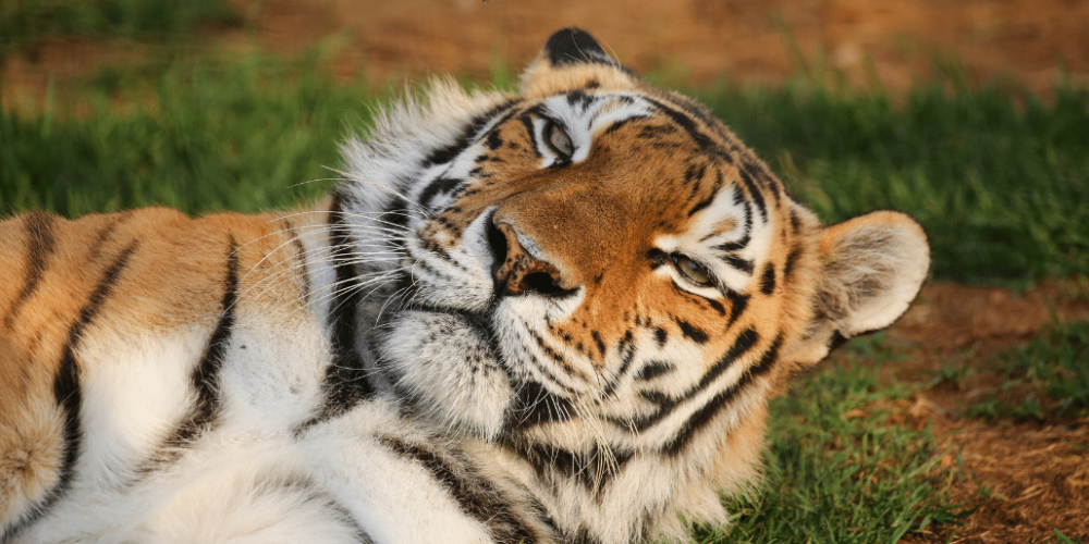 south-africa-lion-tiger-rescue-wildlife-sanctuary-28
