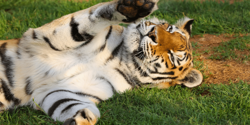 south-africa-lion-tiger-rescue-wildlife-sanctuary-29