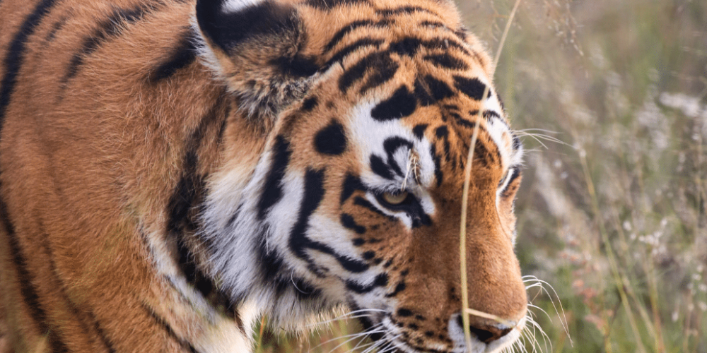 south-africa-lion-tiger-rescue-wildlife-sanctuary-30