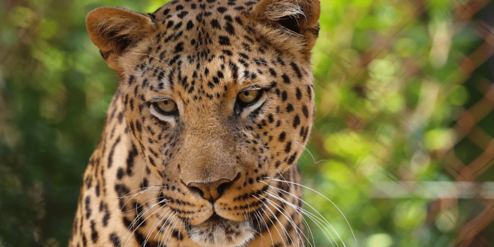 south-africa-lion-tiger-rescue-wildlife-sanctuary-31