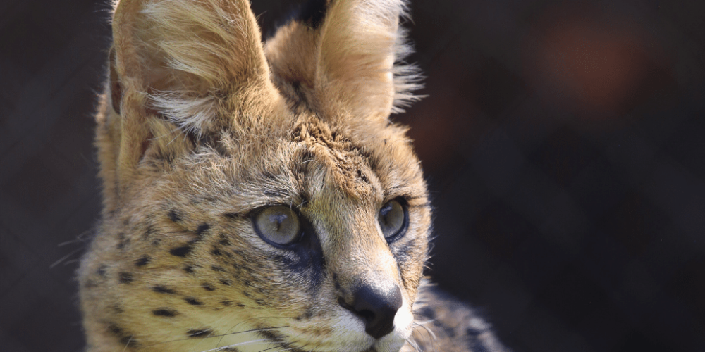 south-africa-lion-tiger-rescue-wildlife-sanctuary-32