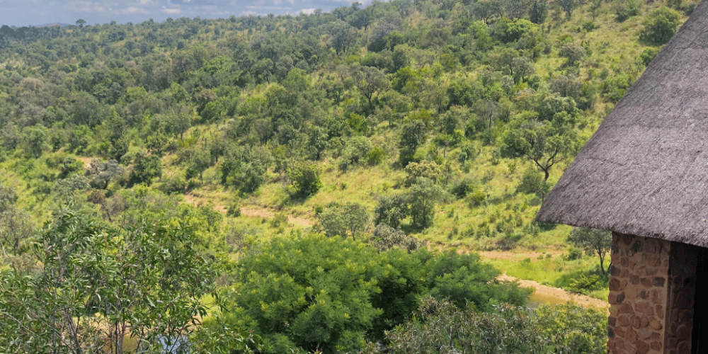 south-africa-lion-tiger-rescue-wildlife-sanctuary-33
