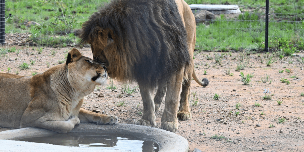 south-africa-lion-tiger-rescue-wildlife-sanctuary-34