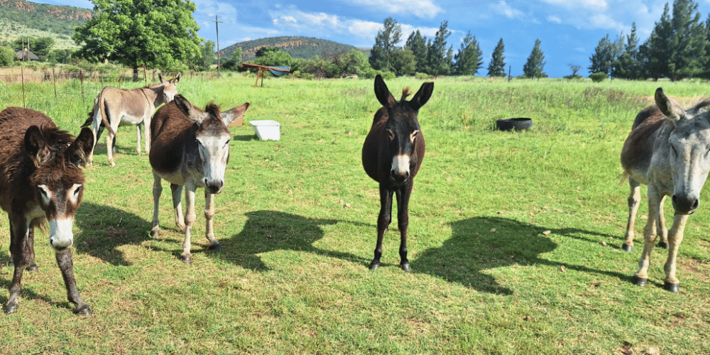 south-africa-lion-tiger-rescue-wildlife-sanctuary-36