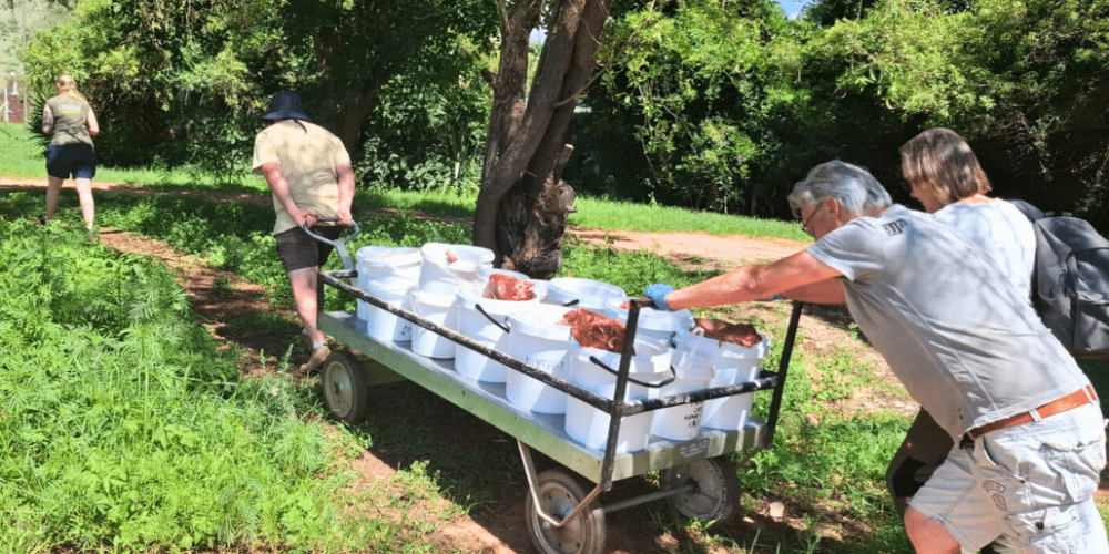 south-africa-lion-tiger-rescue-wildlife-sanctuary-37