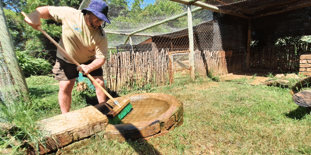 south-africa-lion-tiger-rescue-wildlife-sanctuary-40