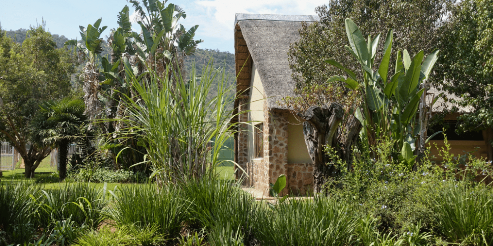 south-africa-lion-tiger-rescue-wildlife-sanctuary-42