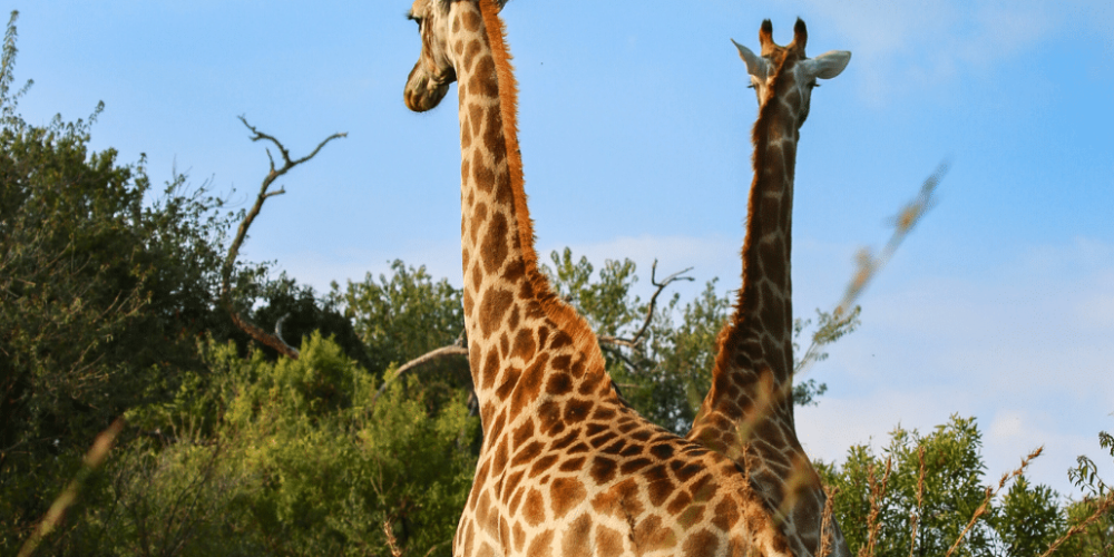 south-africa-lion-tiger-rescue-wildlife-sanctuary-43