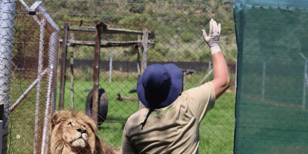 south-africa-lion-tiger-rescue-wildlife-sanctuary-47