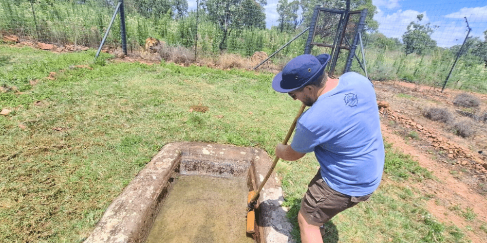 south-africa-lion-tiger-rescue-wildlife-sanctuary-48