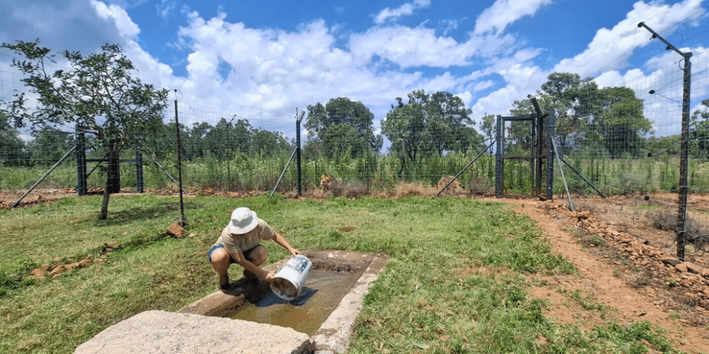 south-africa-lion-tiger-rescue-wildlife-sanctuary-49