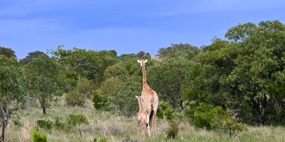 south-africa-lion-tiger-rescue-wildlife-sanctuary-5
