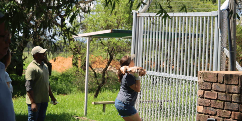 south-africa-lion-tiger-rescue-wildlife-sanctuary-53