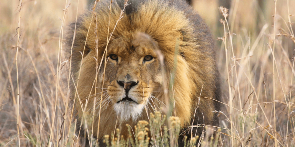 south-africa-lion-tiger-rescue-wildlife-sanctuary-8