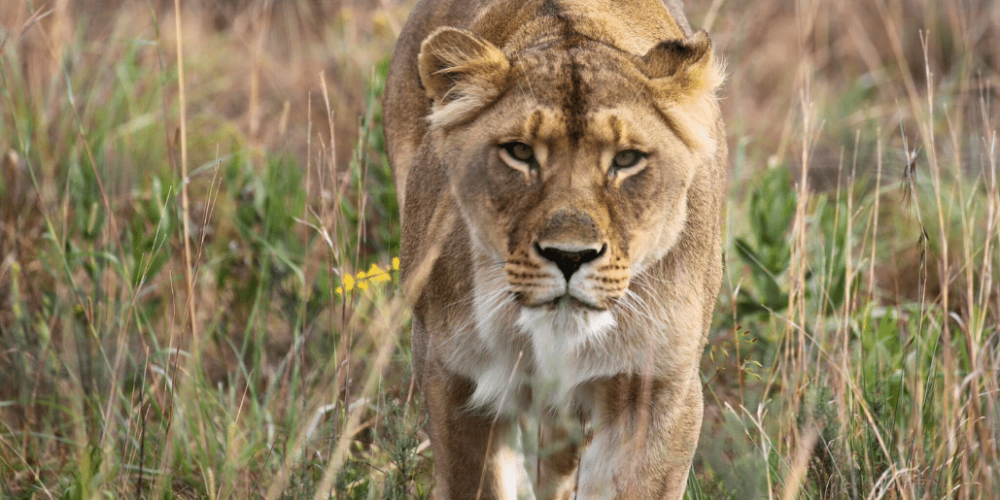 south-africa-lion-tiger-rescue-wildlife-sanctuary-9