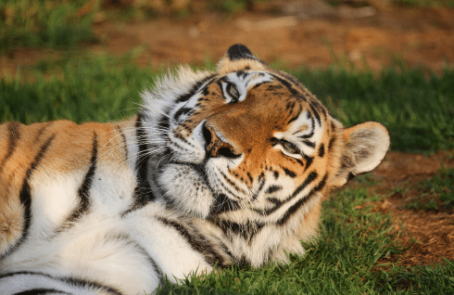 south-africa-lion-tiger-rescue-wildlife-sanctuary-main-1