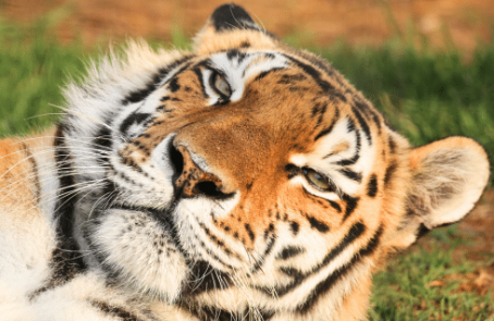 south-africa-lion-tiger-rescue-wildlife-sanctuary-main-11
