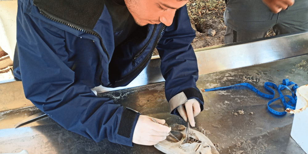south-africa-marine-biology-internship-1