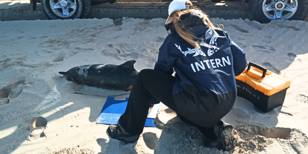 south-africa-marine-biology-internship-26