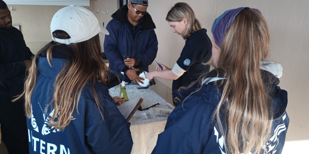 south-africa-marine-biology-internship-27