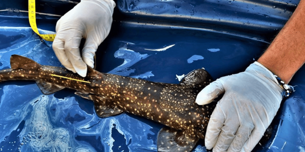 south-africa-marine-biology-internship-7