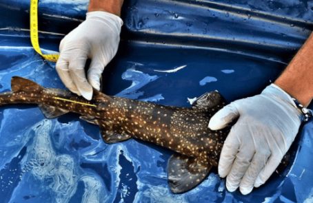 south-africa-marine-biology-internship-main-1