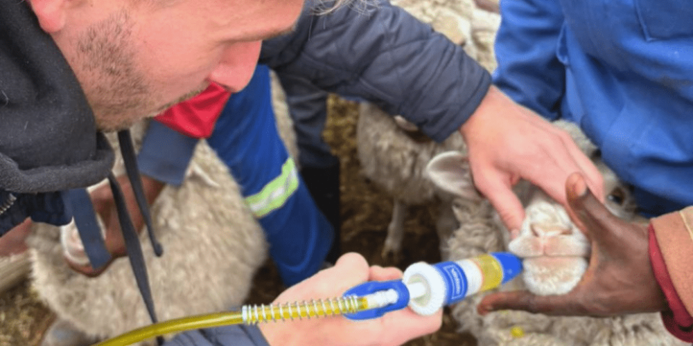 south-africa-pre-veterinary-internship-&-safari-experience-1