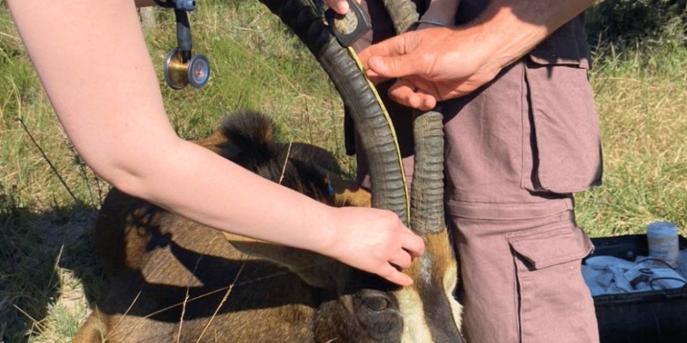 south-africa-pre-veterinary-internship-&-safari-experience-10