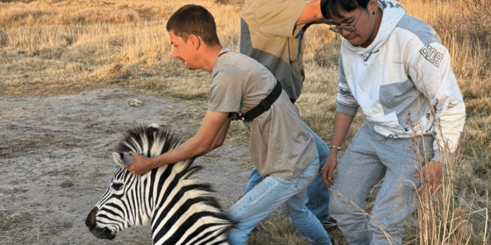 south-africa-pre-veterinary-internship-&-safari-experience-13