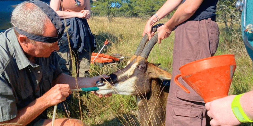 south-africa-pre-veterinary-internship-&-safari-experience-14