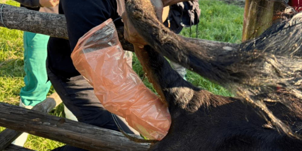 south-africa-pre-veterinary-internship-&-safari-experience-15