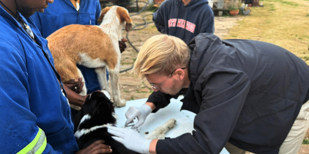 south-africa-pre-veterinary-internship-&-safari-experience-20
