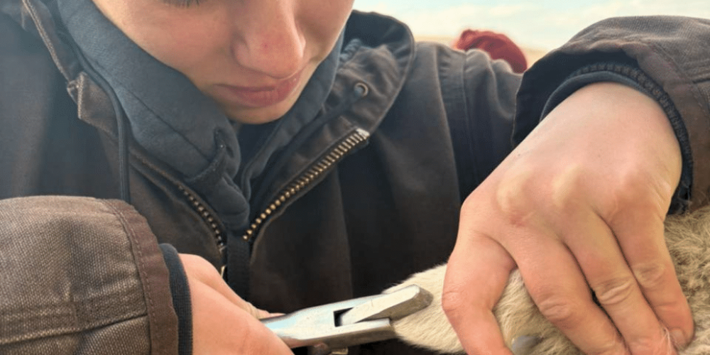 south-africa-pre-veterinary-internship-&-safari-experience-30