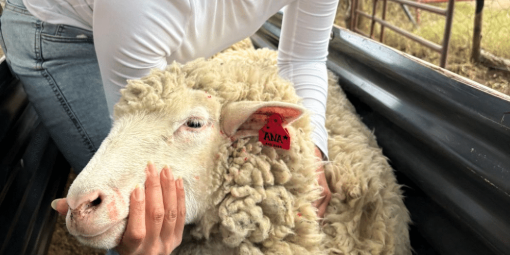 south-africa-pre-veterinary-internship-&-safari-experience-31