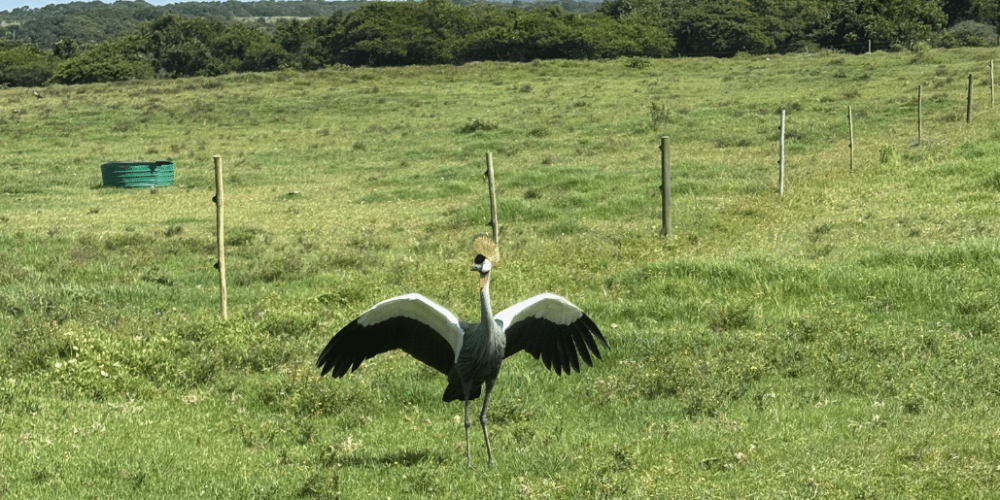 south-africa-pre-veterinary-internship-&-safari-experience-36