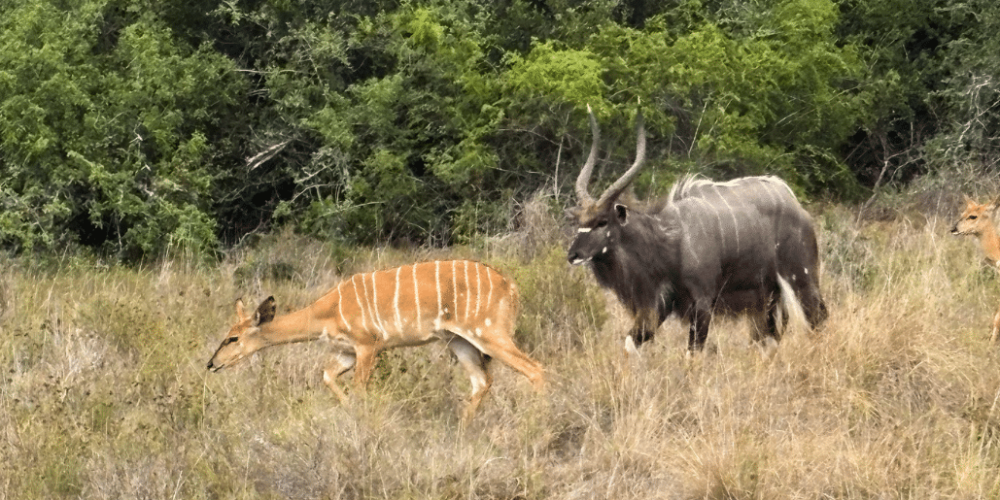 south-africa-pre-veterinary-internship-&-safari-experience-37