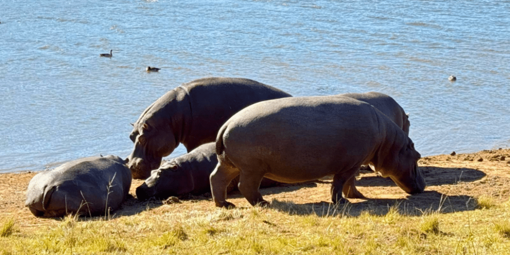 south-africa-pre-veterinary-internship-&-safari-experience-39