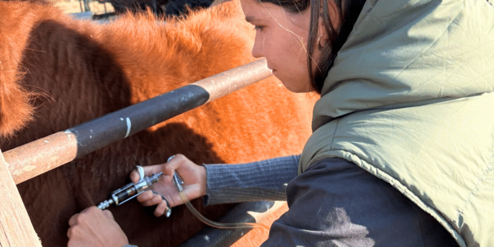 south-africa-pre-veterinary-internship-&-safari-experience-4