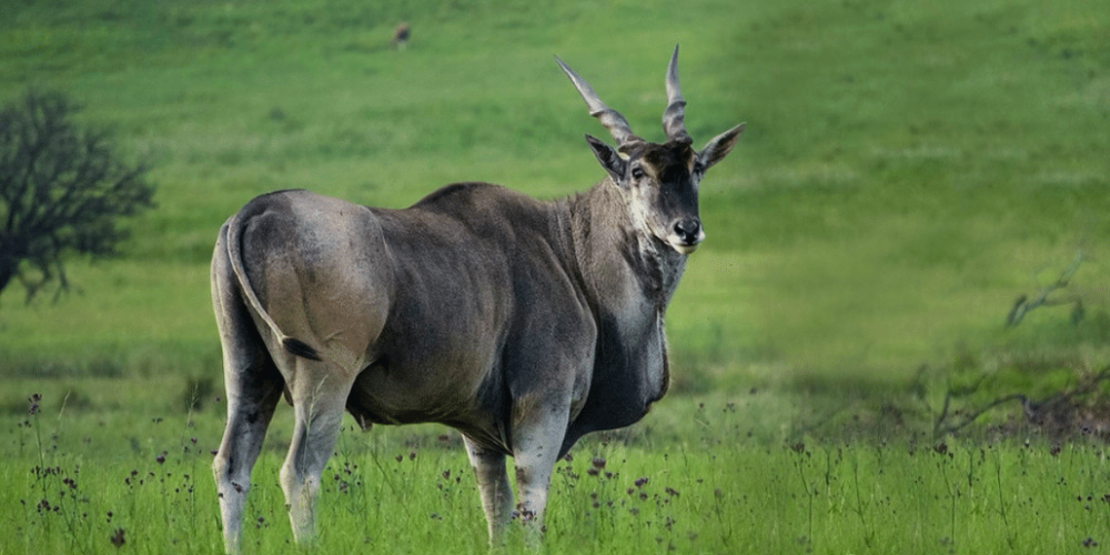 south-africa-pre-veterinary-internship-&-safari-experience-40