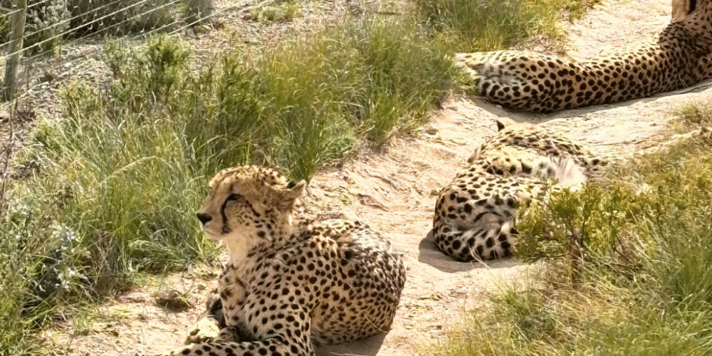 south-africa-pre-veterinary-internship-&-safari-experience-41