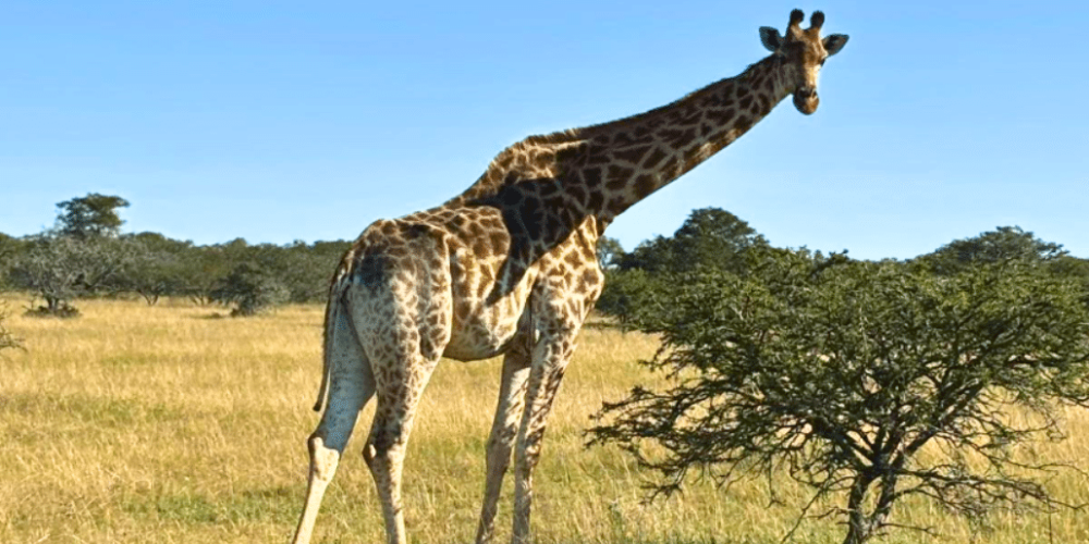 south-africa-pre-veterinary-internship-&-safari-experience-42