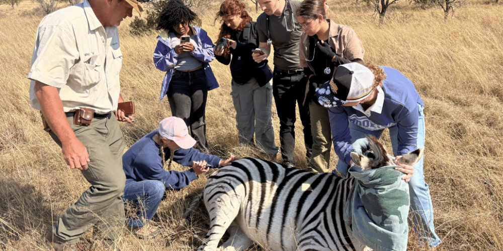 south-africa-pre-veterinary-internship-&-safari-experience-49