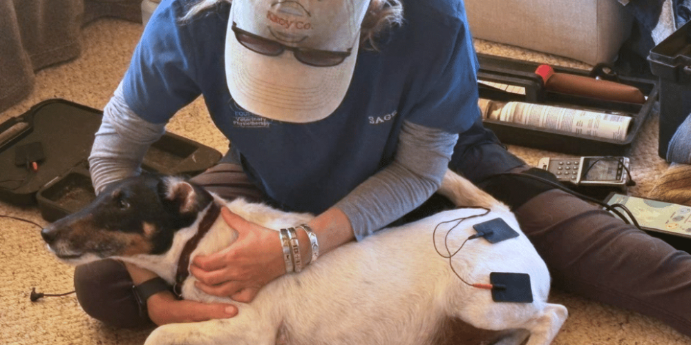 south-africa-pre-veterinary-internship-&-safari-experience-5