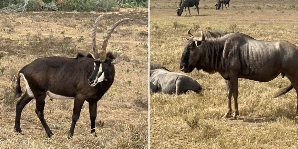 south-africa-pre-veterinary-internship-&-safari-experience-51