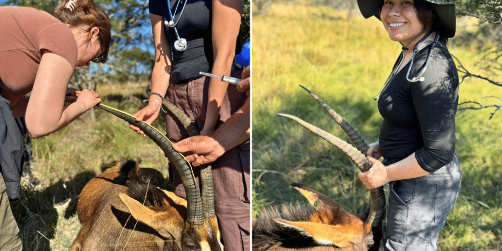 south-africa-pre-veterinary-internship-&-safari-experience-54